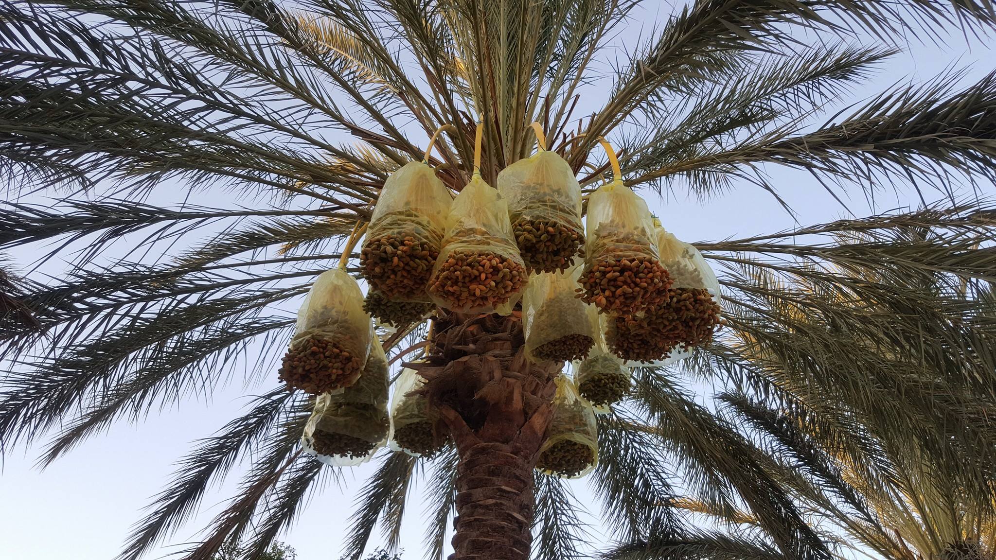 Tunisian palm groves